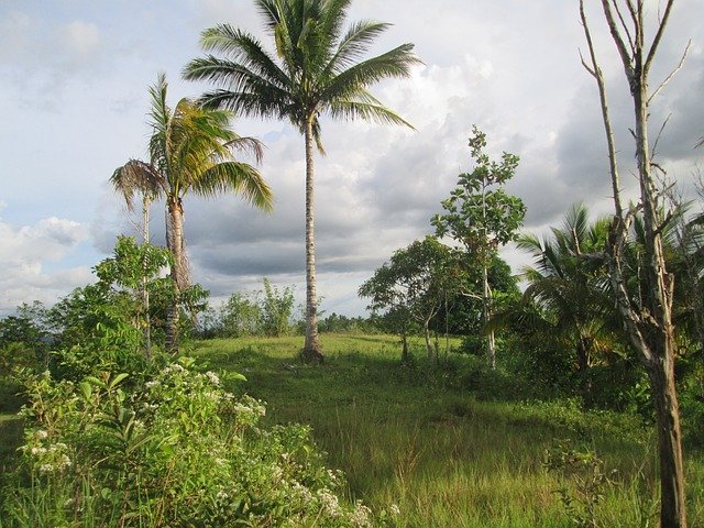 palm-trees-245430_640